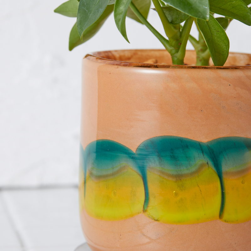 well plants ゼオライト シェフレラ ガラスアールモカ(穴あき鉢／受皿付き)