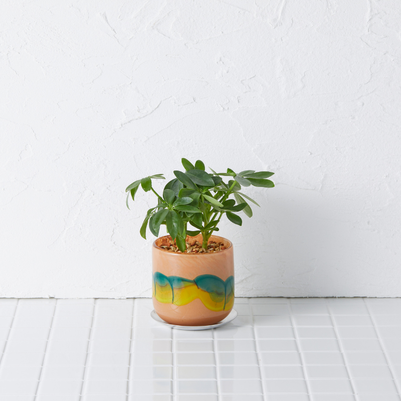 well plants ゼオライト シェフレラ ガラスアールモカ(穴あき鉢／受皿付き)