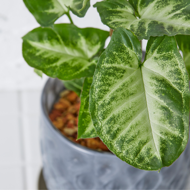 well plants ゼオライト シンゴニウム ガラスアールグレイ(穴あき鉢／受皿付き)