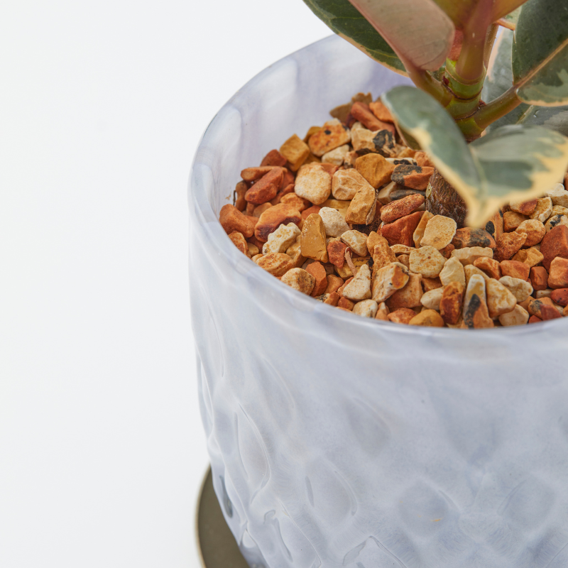 well plants ゼオライト フィカス・ルビー ガラスアールホワイト(穴あき鉢／受皿付き)