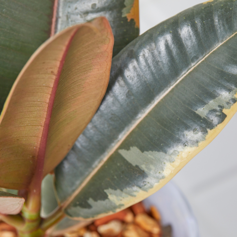 well plants ゼオライト フィカス・ルビー ガラスアールホワイト(穴あき鉢／受皿付き)