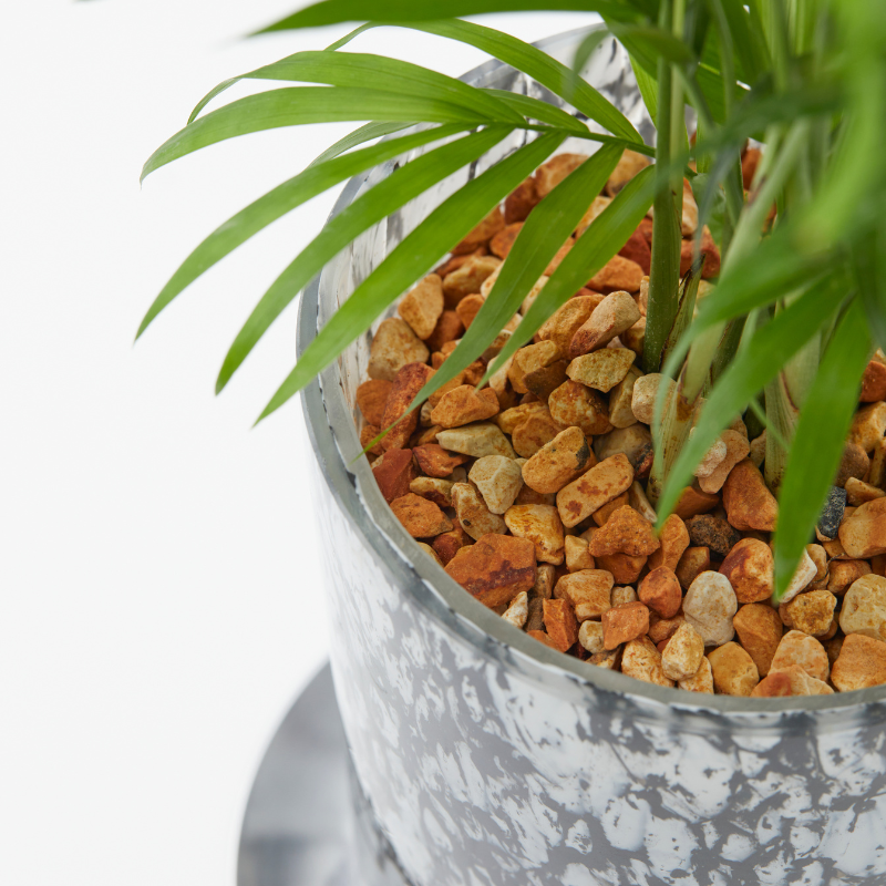 well plants ゼオライト テーブルヤシ ラウンドフットゼブラ(穴あき鉢／受皿付き)