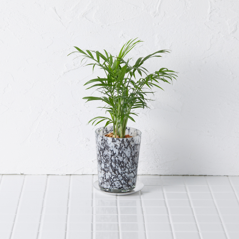 well plants ゼオライト テーブルヤシ ラウンドフットゼブラ(穴あき鉢／受皿付き)