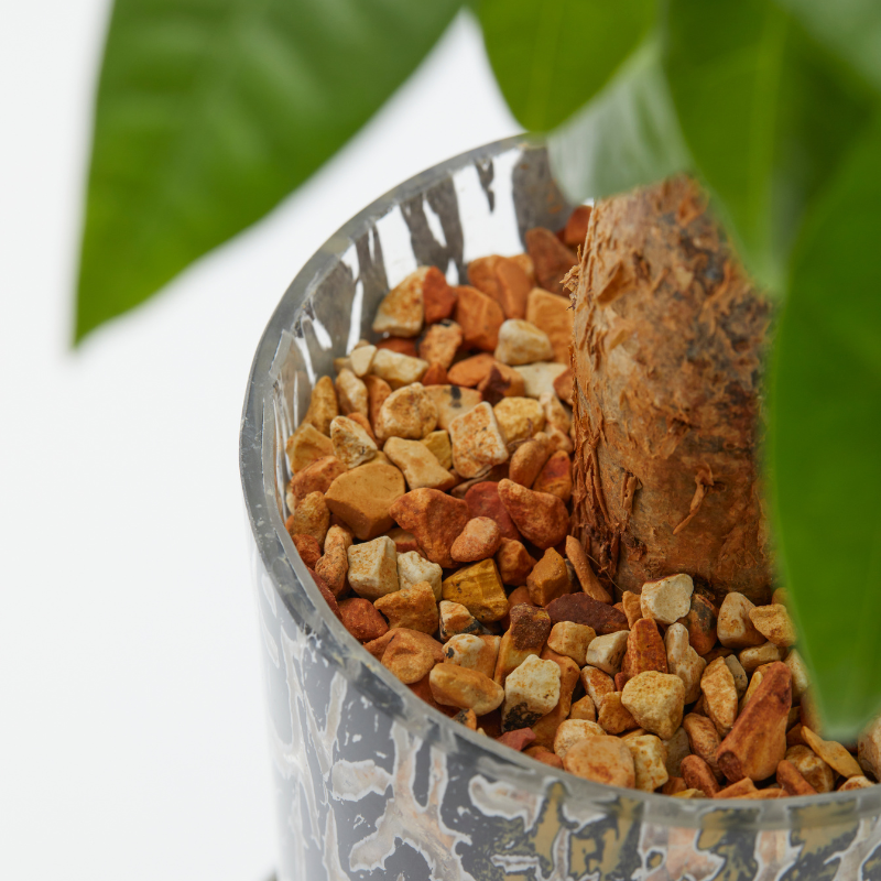 well plants ゼオライト パキラ ラウンドフットジラフ(穴あき鉢／受皿付き)