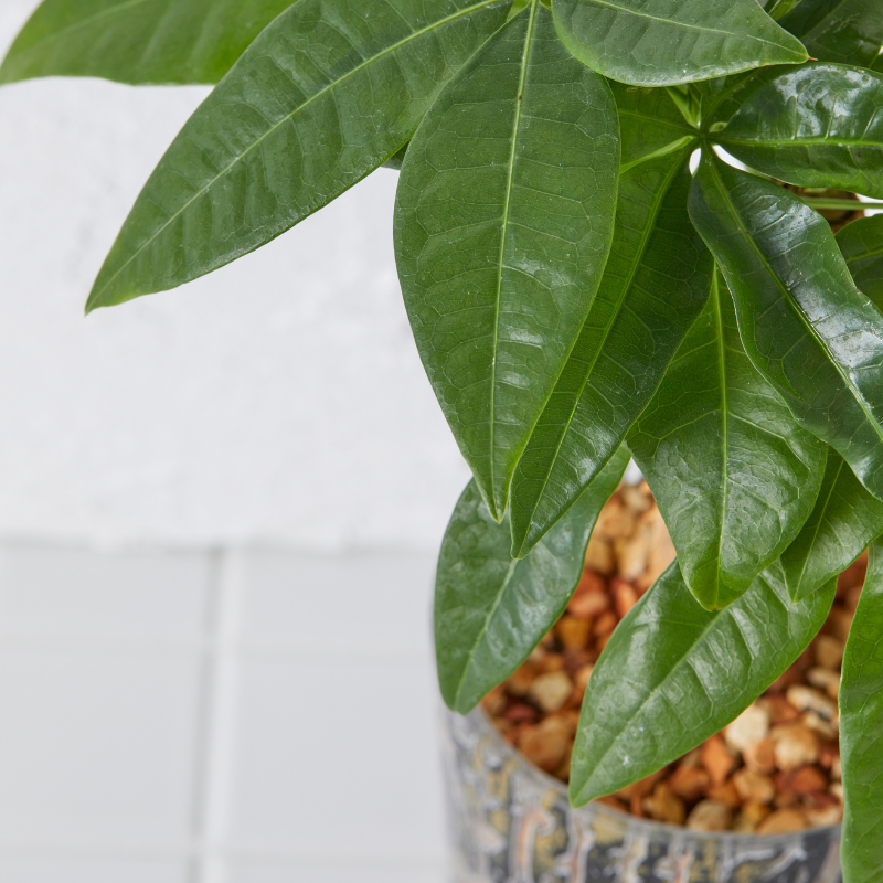 well plants ゼオライト パキラ ラウンドフットジラフ(穴あき鉢／受皿付き)