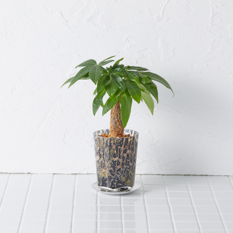 well plants ゼオライト パキラ ラウンドフットジラフ(穴あき鉢／受皿付き)