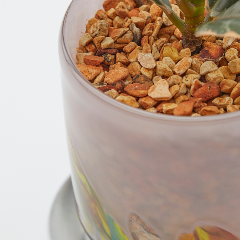 well plants ゼオライト フィカス･ルビー ステップラベンダー(穴あき鉢／受皿付き)