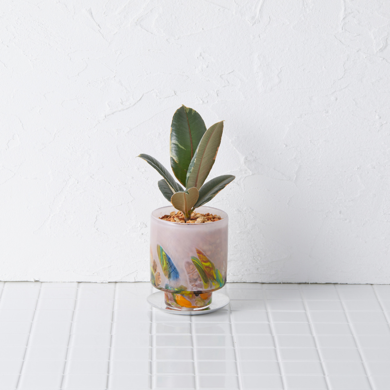 well plants ゼオライト フィカス･ルビー ステップラベンダー(穴あき鉢／受皿付き)