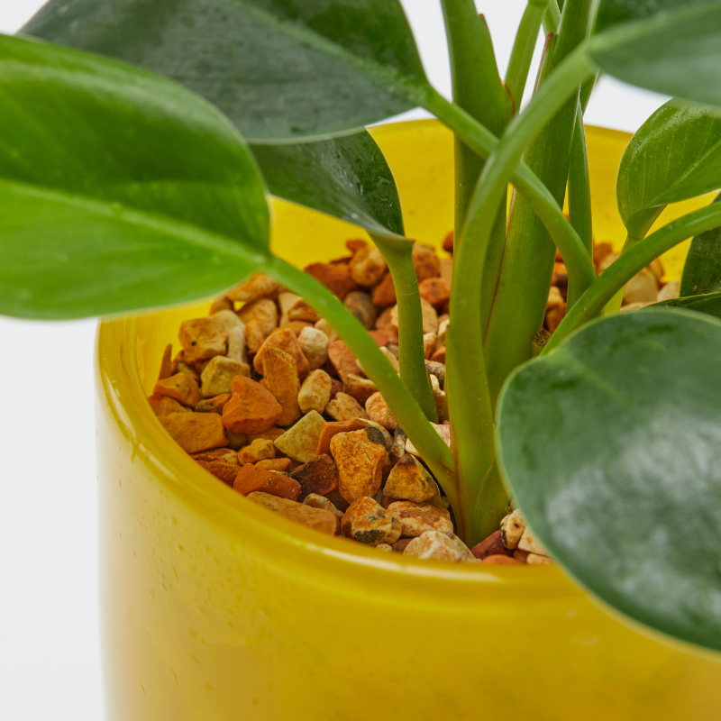 well plants ゼオライト フィロデンドロン ステップイエロー(穴あき鉢／受皿付き)