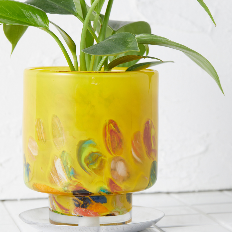 well plants ゼオライト フィロデンドロン ステップイエロー(穴あき鉢／受皿付き)