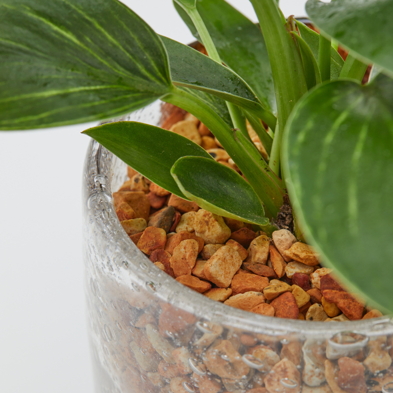 well plants ゼオライト フィロデンドロン ステップクリアMB(穴あき鉢／受皿付き)