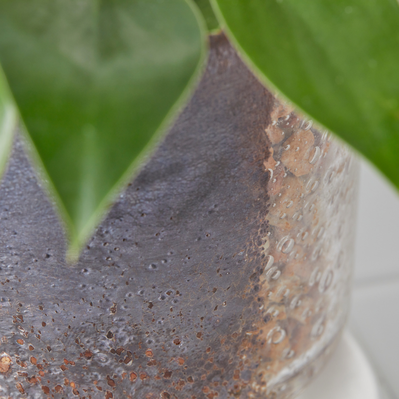 well plants ゼオライト フィロデンドロン ステップクリアMB(穴あき鉢／受皿付き)