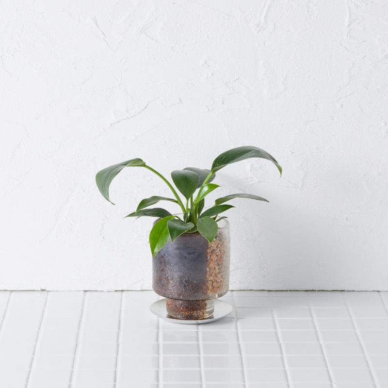 well plants ゼオライト フィロデンドロン ステップクリアMB(穴あき鉢／受皿付き)