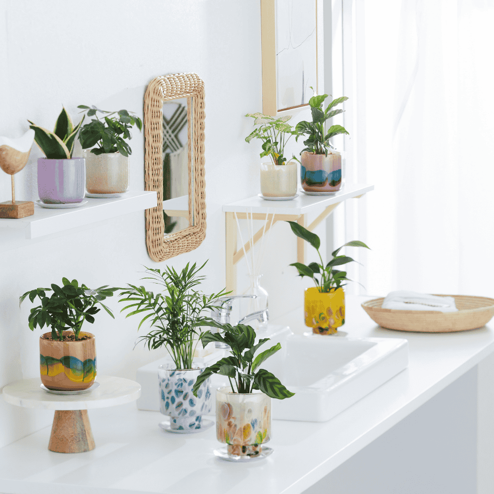 well plants ゼオライト フィロデンドロン ステップクリアMB(穴あき鉢／受皿付き)