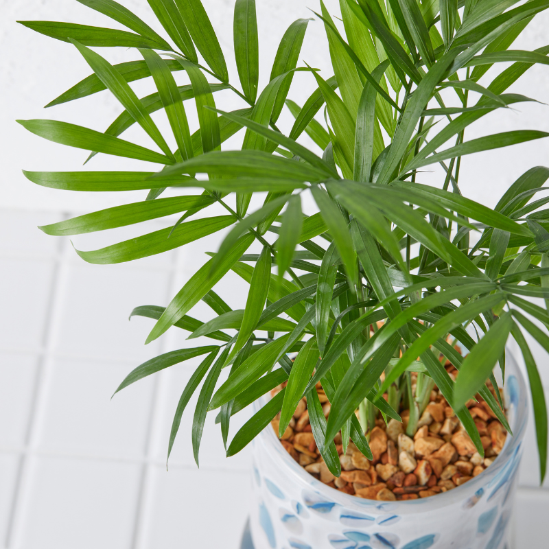 well plants ゼオライト テーブルヤシ ステップホワイトBP(穴あき鉢／受皿付き)