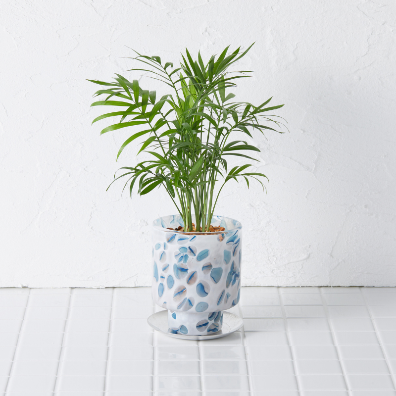 well plants ゼオライト テーブルヤシ ステップホワイトBP(穴あき鉢／受皿付き)