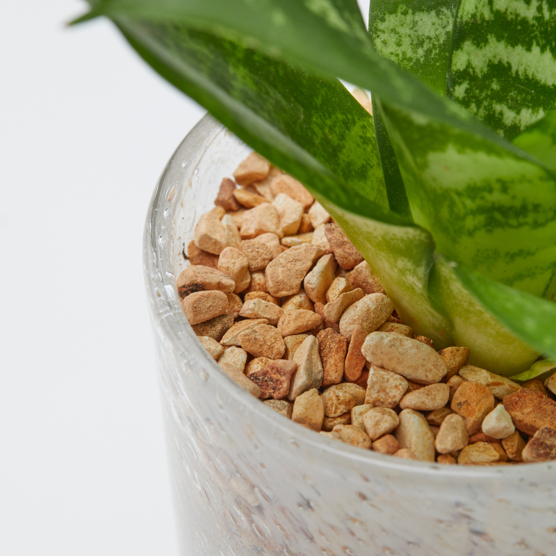 well plants ゼオライト サンセベリア ステップクリアホワイト(穴あき鉢／受皿付き)