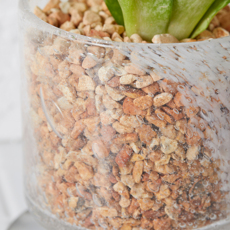 well plants ゼオライト サンセベリア ステップクリアホワイト(穴あき鉢／受皿付き)