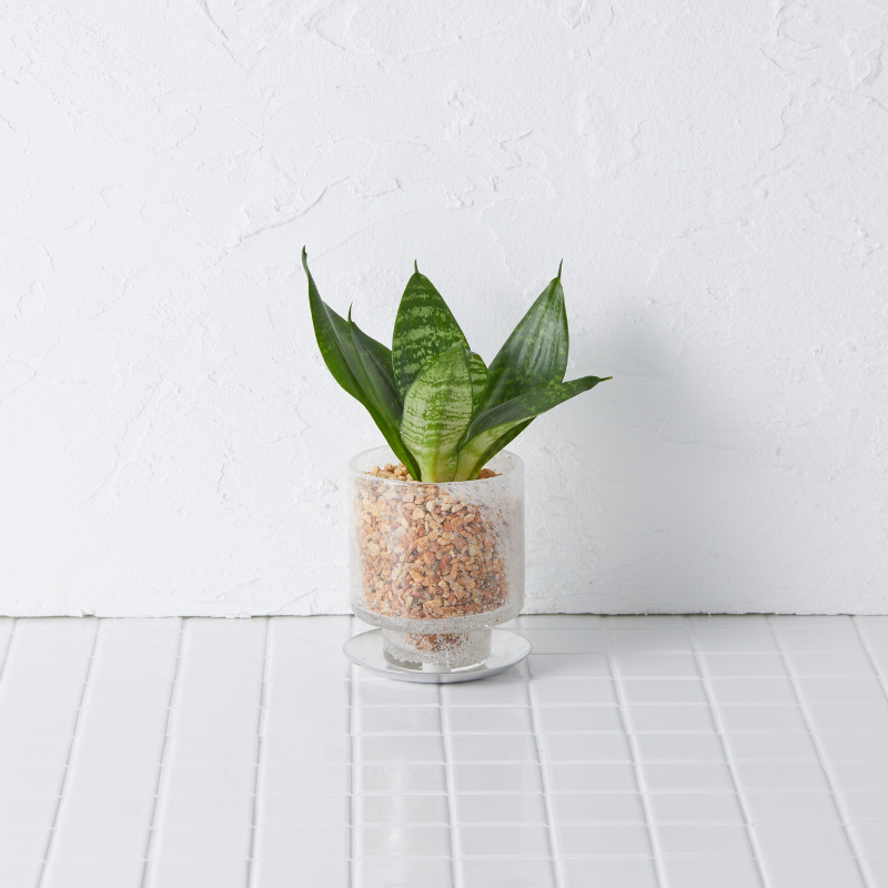 well plants ゼオライト サンセベリア ステップクリアホワイト(穴あき鉢／受皿付き)