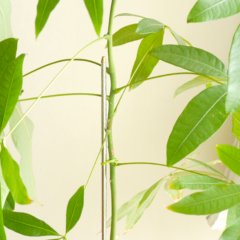 gokotta̼ץȥݡȡʪѻ