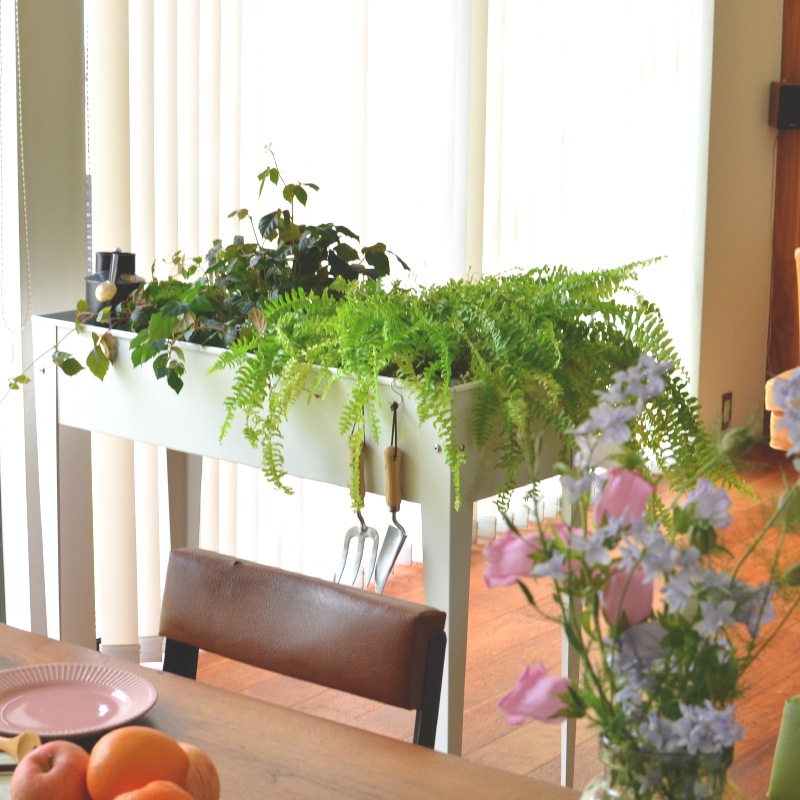 ǥ󥰥ץ󥿡桡åۥ॰꡼