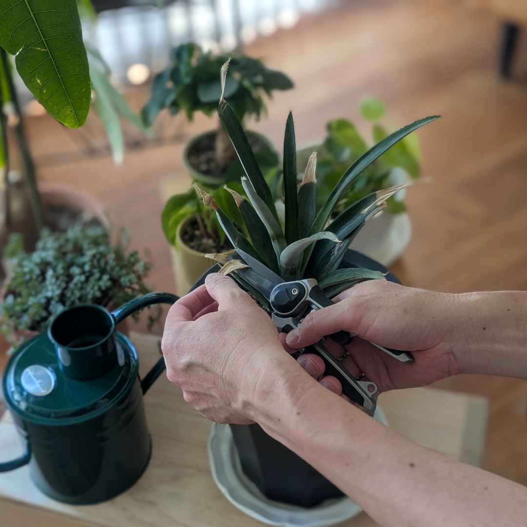 K&SС㡼ץ˥åסѡǥ˥Фߡ6mm