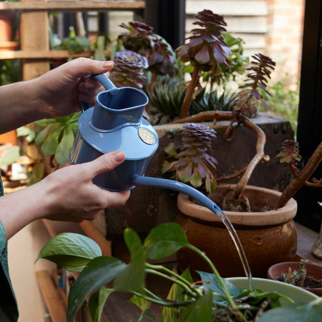 HAWS庹0.7L֥롼٥ɥѥ