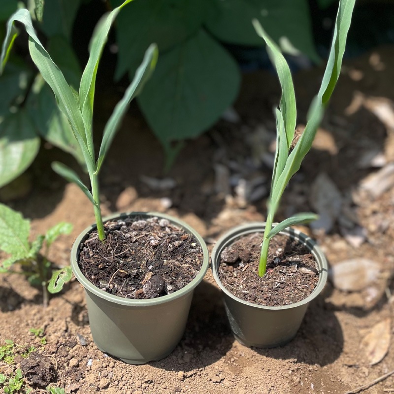 ڤ˴ԤХݥåȡݷ8cm 20ĥåȡʬȭ