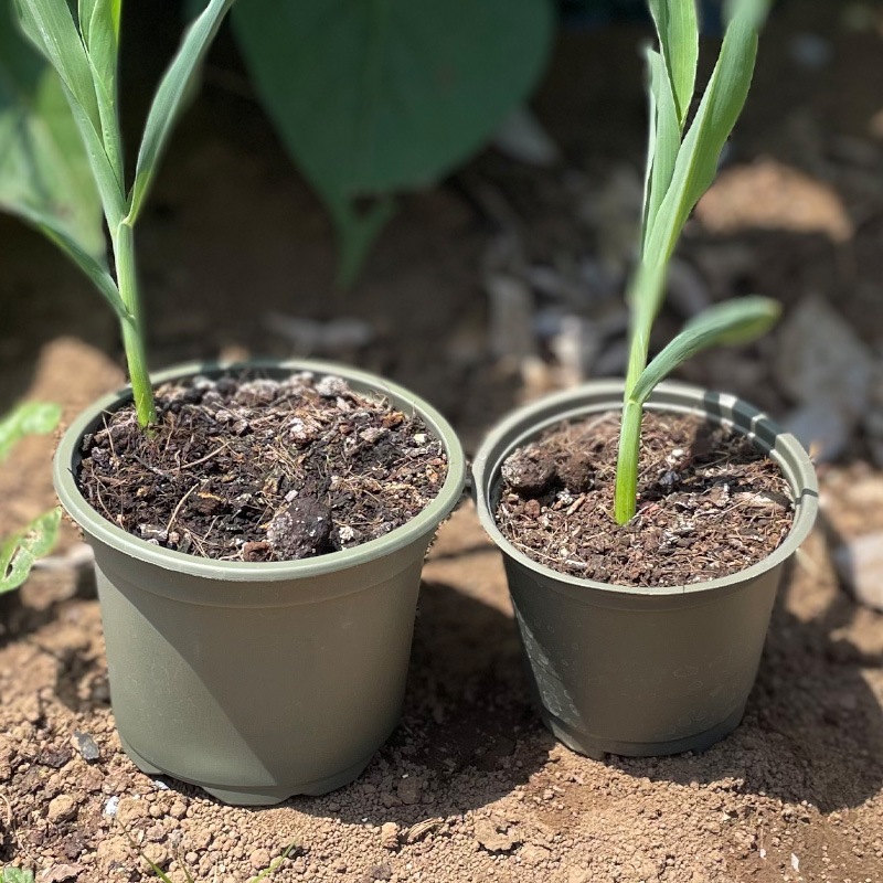 ڤ˴ԤХݥåȡݷ8cm 20ĥåȡʬȭ