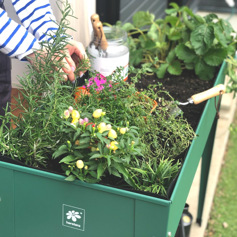 ǥ󥰥ץ󥿡桡ååɥ