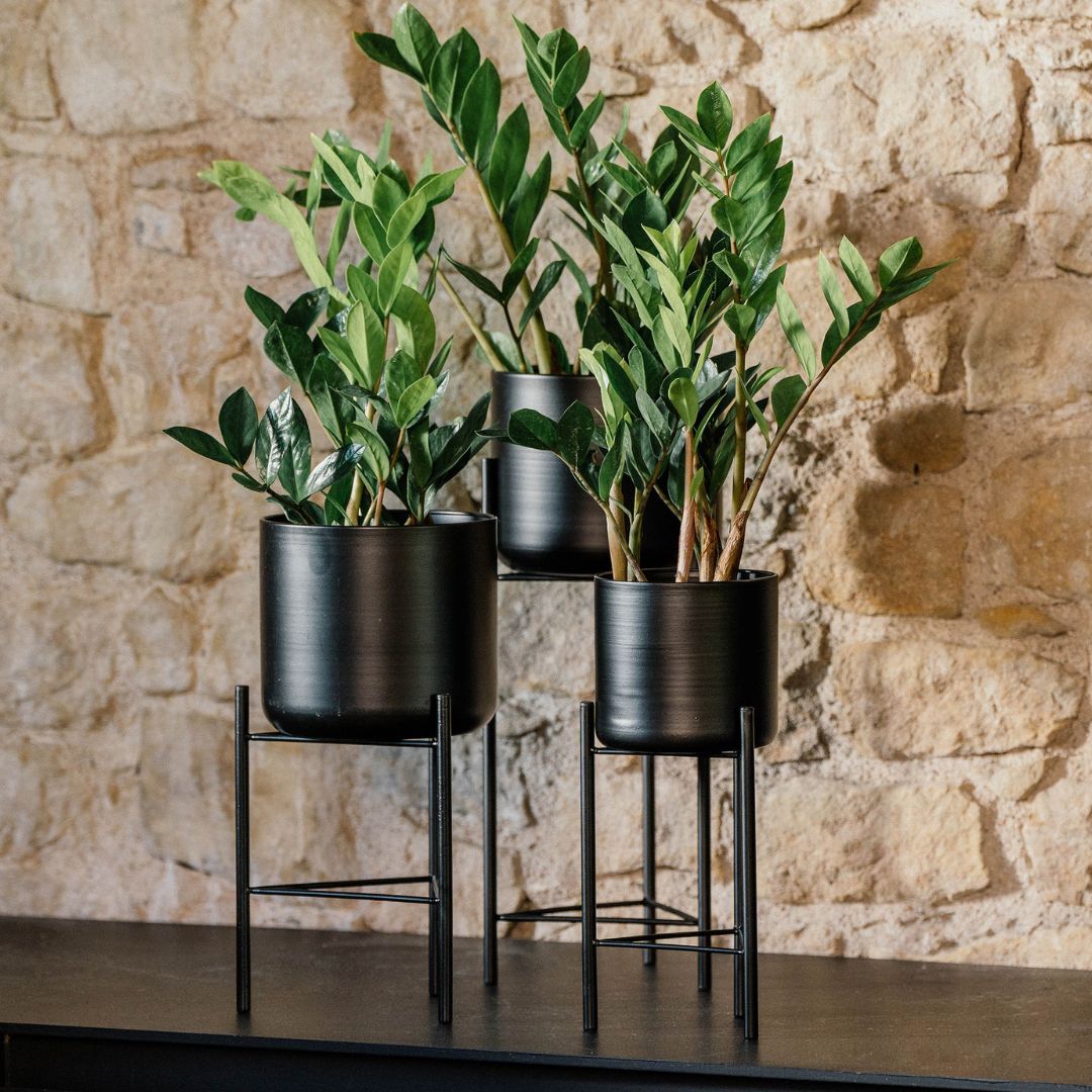 Pluma����������տ���ȭ��17cm-High��ȭ���С���5.5��