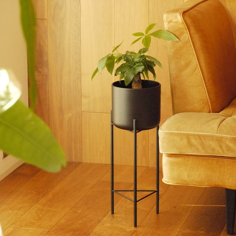 Pluma����������տ���ȭ��17cm-High��ȭ���С���5.5��