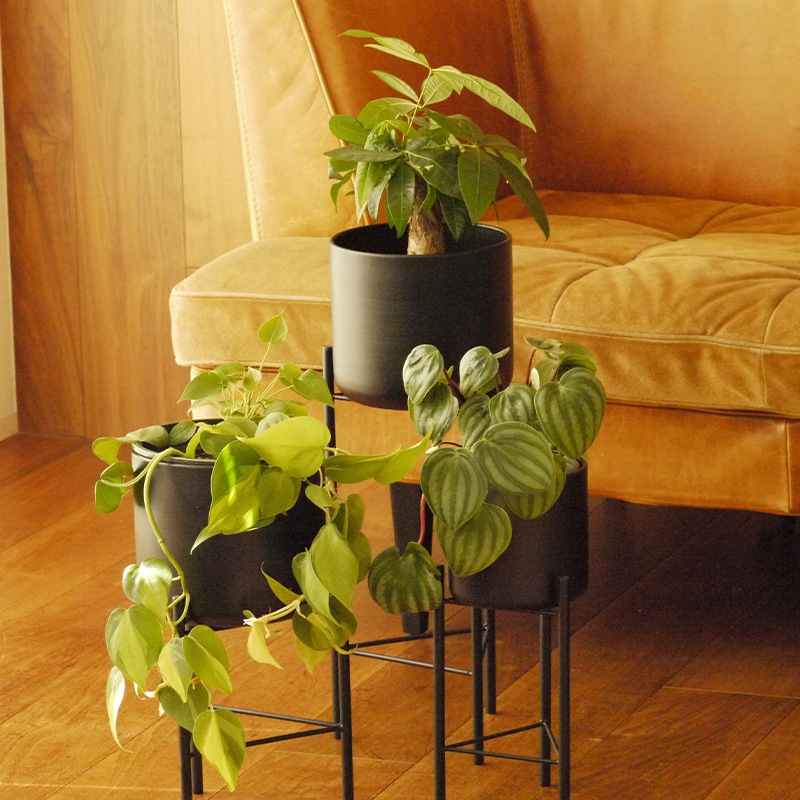 Pluma����������տ���ȭ��17cm-High��ȭ���С���5.5��