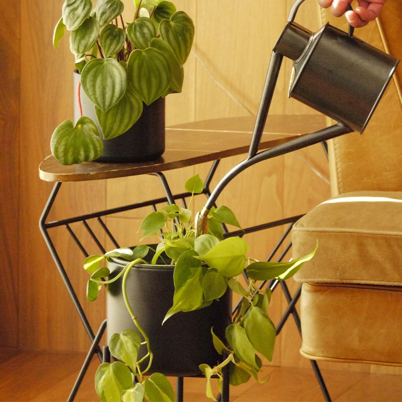 Pluma����������տ���ȭ��17cm-High��ȭ���С���5.5��