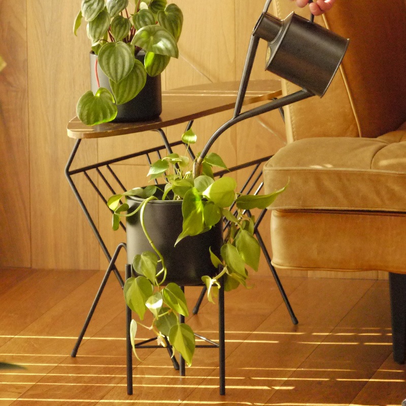 Pluma����������տ���ȭ��17cm-Low��ȭ���С���5.5��