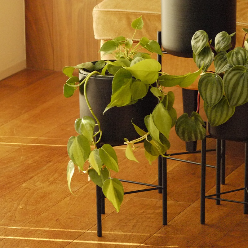 Pluma����������տ���ȭ��17cm-Low��ȭ���С���5.5��