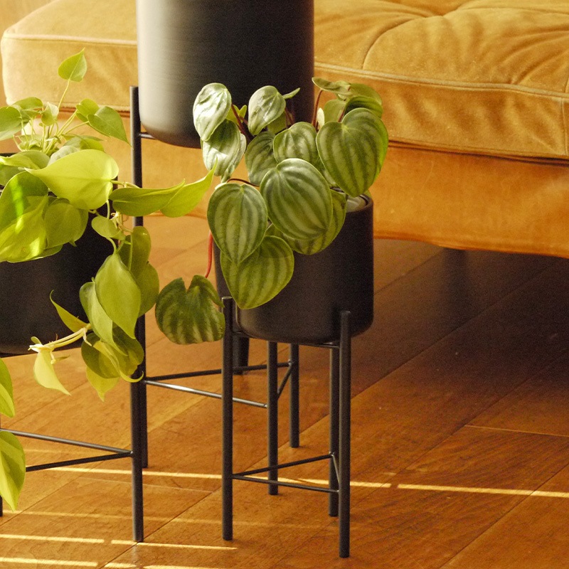 Pluma����������տ���ȭ��13cm��ȭ���С���4��