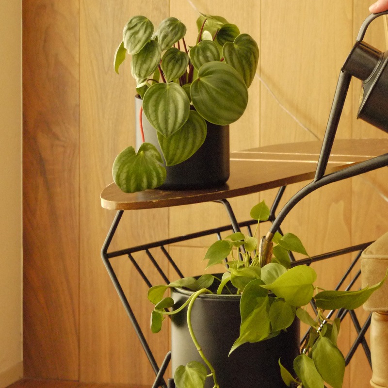 Pluma����������տ���ȭ��13cm��ȭ���С���4��