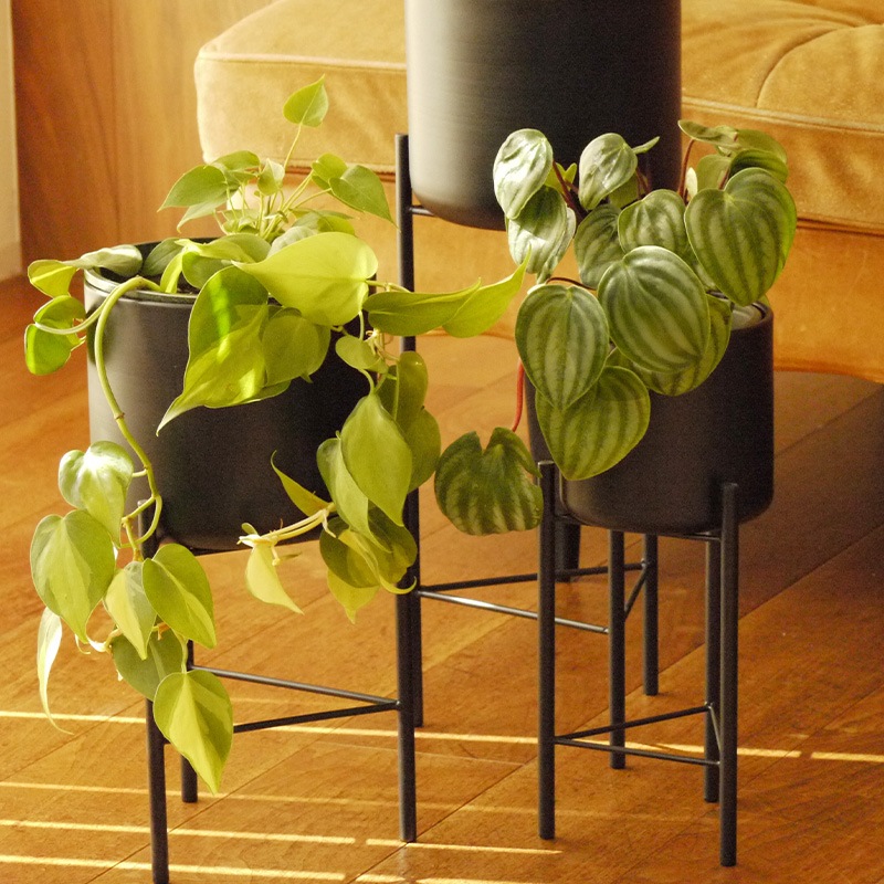 Pluma����������տ���ȭ��13cm��ȭ���С���4��