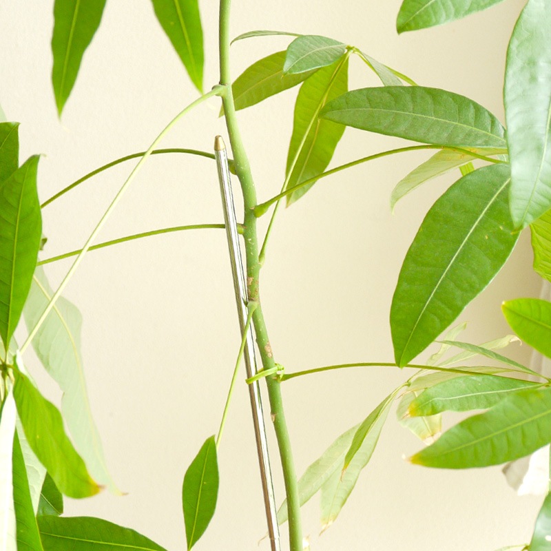 gokotta�����̼����ץ��ȥ��ݡ��ȡ���ʪ�ѻ���