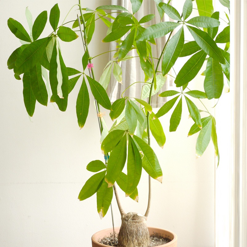 gokotta�����̼����ץ��ȥ��ݡ��ȡ���ʪ�ѻ���