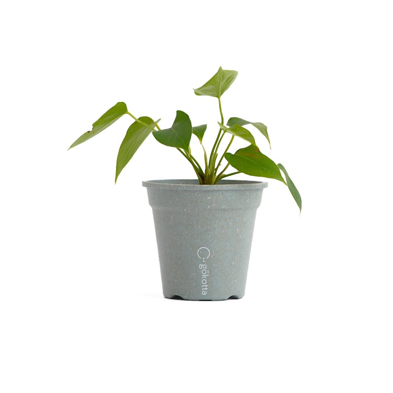 gokotta�������ݥåȡ�ȭ9.5��������������åȡ����ȡ���֥롼����ʬ����