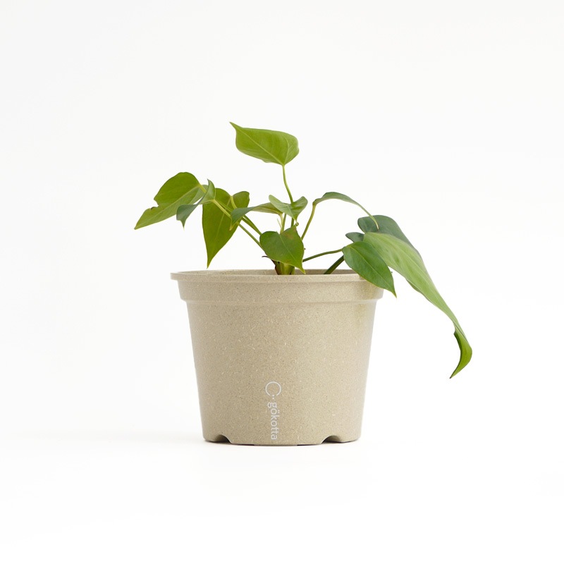 gokotta�������ݥåȡ�ȭ13.5��������������åȡ�����ɥۥ磻�ȡ���ʬ����