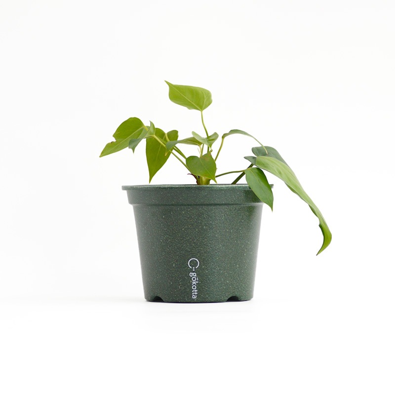 gokotta�������ݥåȡ�ȭ13.5��������������åȡ��ե��쥹�ȥ��꡼����ʬ����