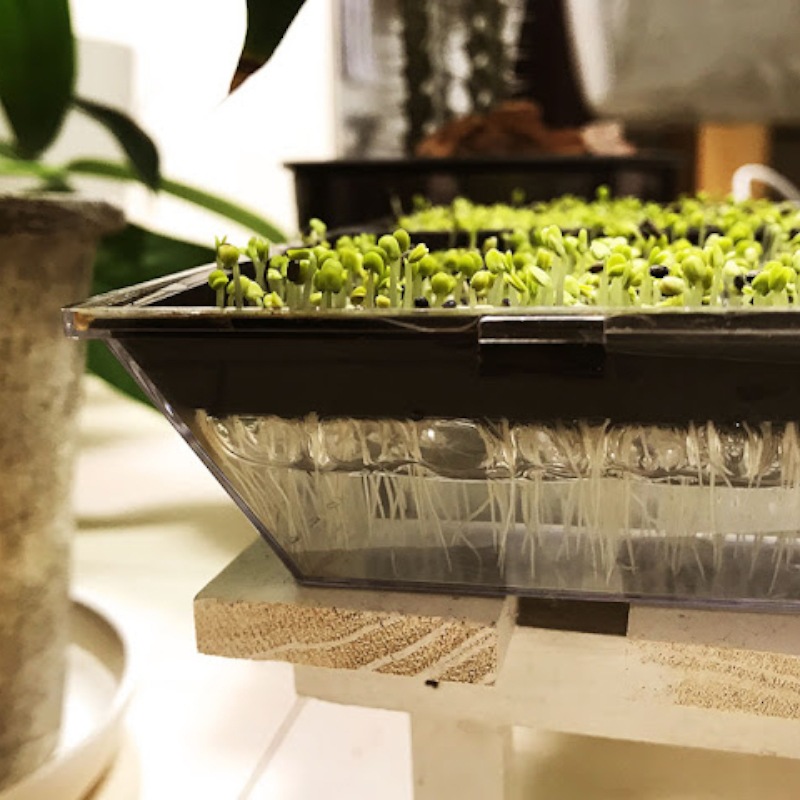 50OFFڥȥåȡۥץ饦ȺƴĹ2ĥå