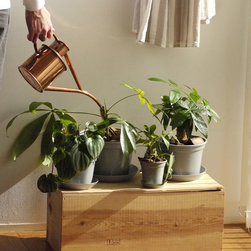 gokotta�������ݥåȡ�ȭ16.5��������������åȡ����ȡ���֥롼����ʬ����