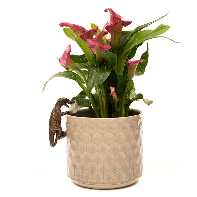 ȭ֥ץȥ롡εǥ󥢥꡼