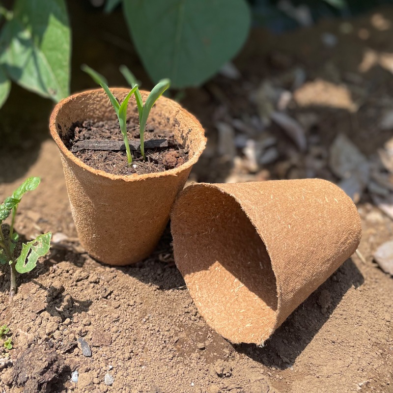 ���Τޤ޿�������ե����С��ݥåȡ��ݷ���6cm��24�ĥ��åȡ���ʬ������ȭ��