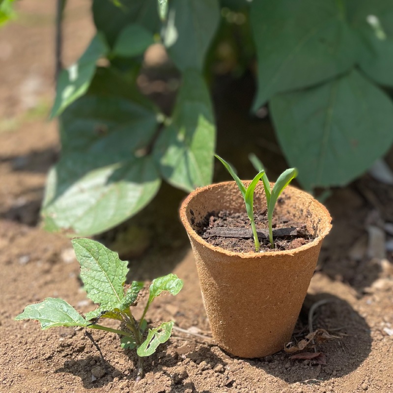 ���Τޤ޿�������ե����С��ݥåȡ��ݷ���8cm��12�ĥ��åȡ���ʬ������ȭ