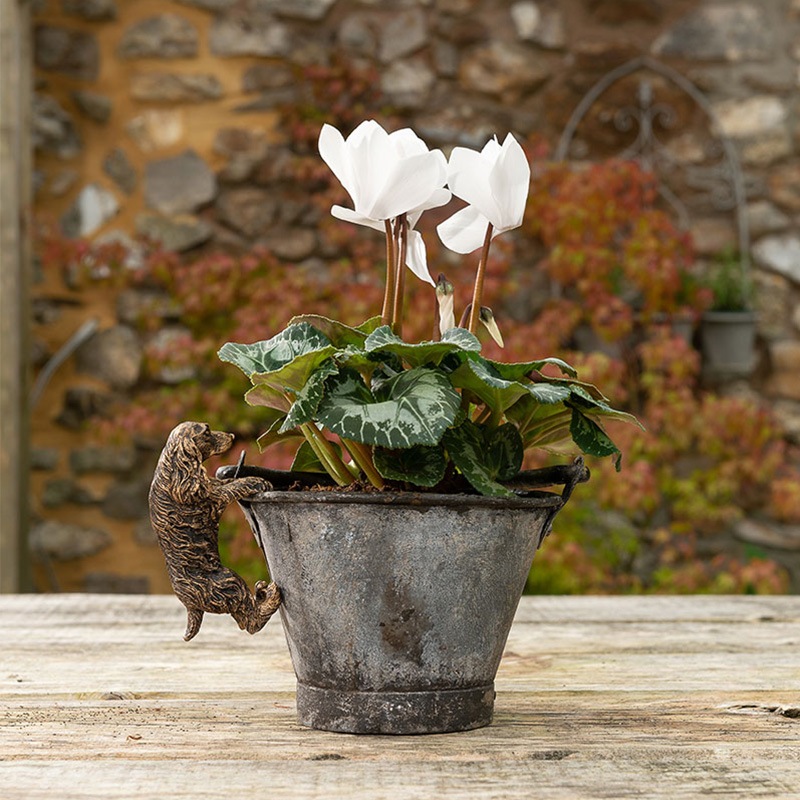 ȭ֥åѥ˥롡ǥ󥢥꡼